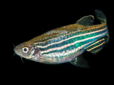 Zebrafish (Zebra Fish)