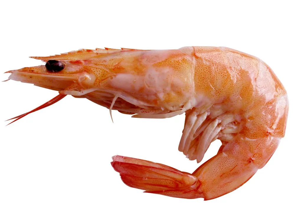 Shrimp