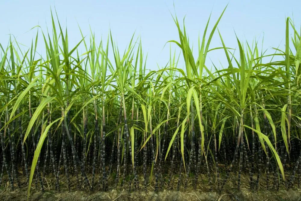 Sugarcane