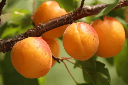 Apricot