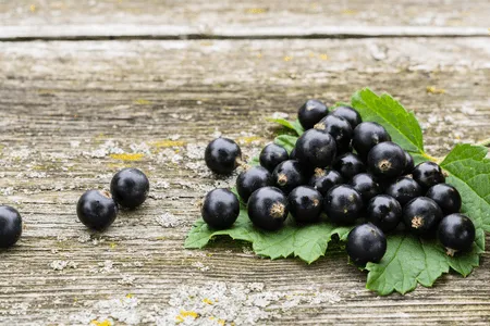 Black Currant