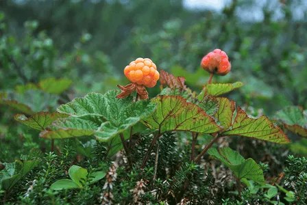 Cloudberry