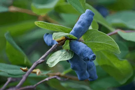 Honeyberry