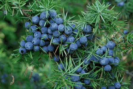 Juniper Berry