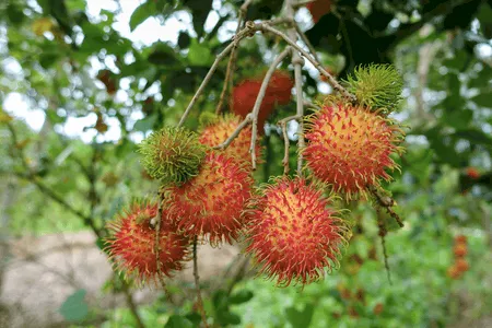 Rambutan