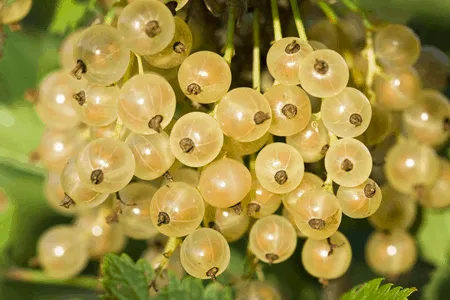 White Currant