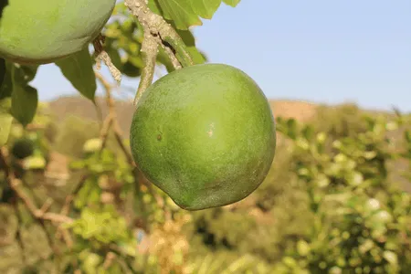 White Sapote