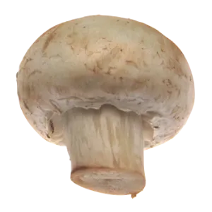 Wood Ear Mushrooms