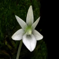 Angraecum