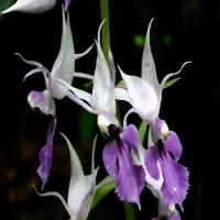 Calanthe