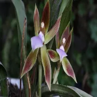 Chaubardia