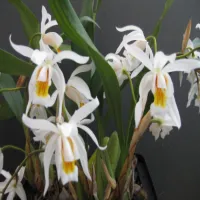 Coelogyne