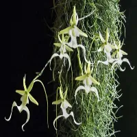 Dendrophylax