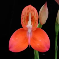 Disa