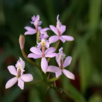 Epidendrum