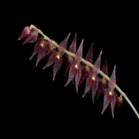 Lepanthopsis