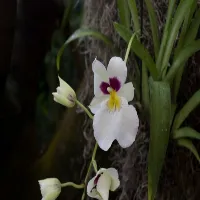 Miltoniopsis
