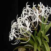 Neofinetia