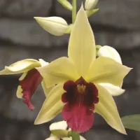 Phaius
