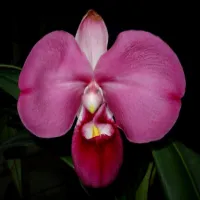 Phragmipedium