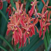 Renanthera