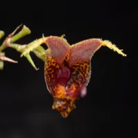 Scaphosepalum