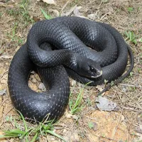 Black Racer