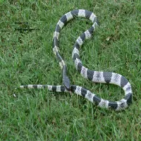 Blue Krait