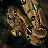 Boa Constrictor