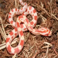 Corn Snake