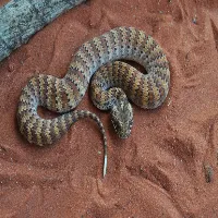 Death Adder