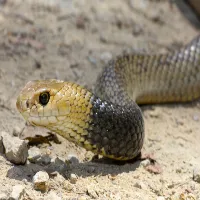 Eastern Brown Snake
