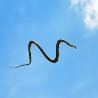 Flying Tree Snakes