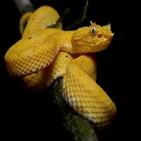 Golden Lancehead