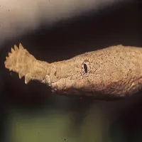 Langaha Nasuta