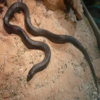 Mole Snake
