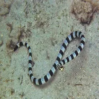 Sea Snake
