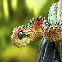 Spiny Tree Viper