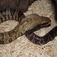 Water Cobra