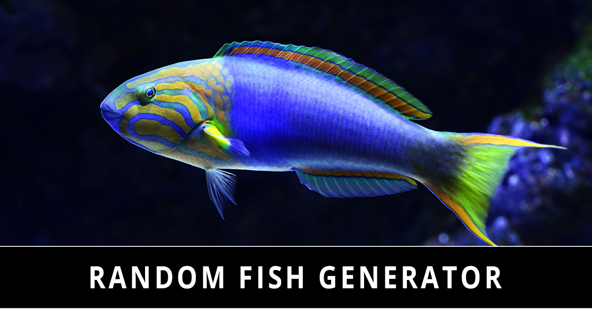 Random Fish Generator 🌊🦈🐟