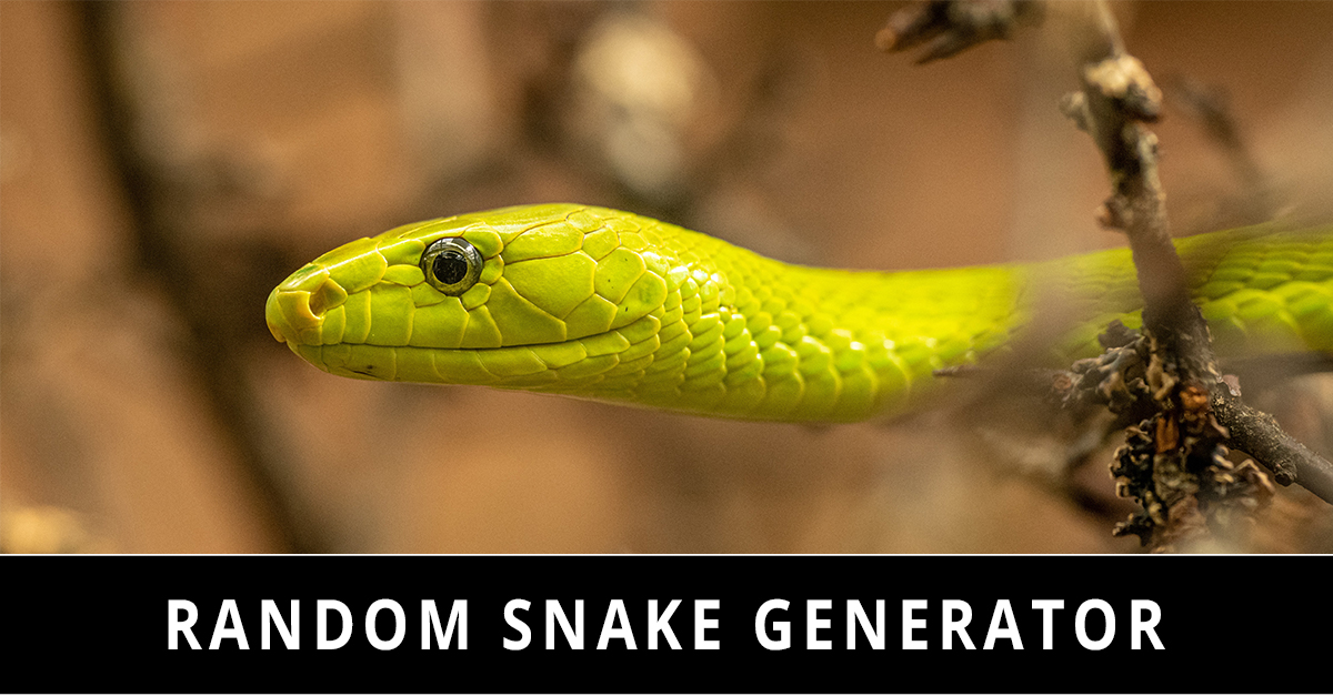 Random Snake Generator 🐍